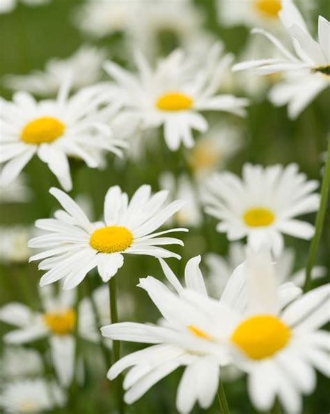 daidy blooms|12 Types of Daisies to Grow in Your Garden